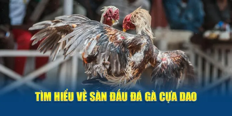 Điều thú vị khi tham gia cá cược đá gà cựa dao